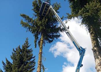 Wycinka i przycinanie drzew podnośnik Piła i okolice