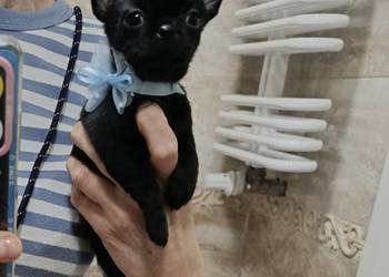 Chihuahua czarny