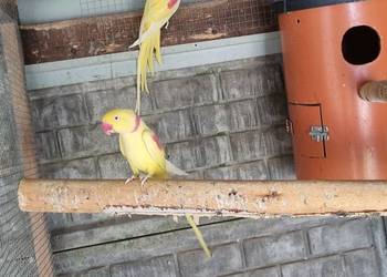 Aleksandretta wielka