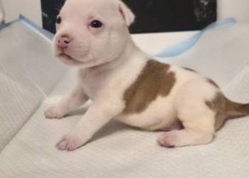 Śliczne szczenięta American Bully Pocket – zdrowe i socjalizowane