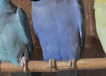 Aleksandretta obrożna samczyk