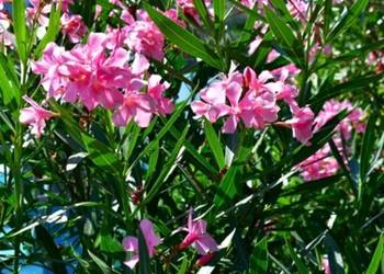 Śliczny oleander różowy