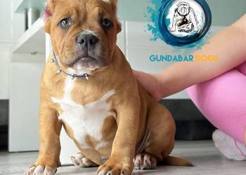 American Bully piesek ABKC Gundabar Dogs