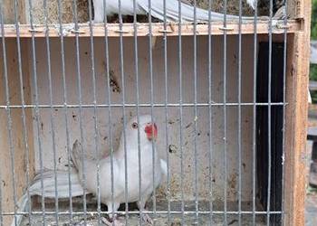 Papugi aleksandretty obrożne