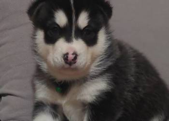 Alaskan Malamute pies,szczeniak