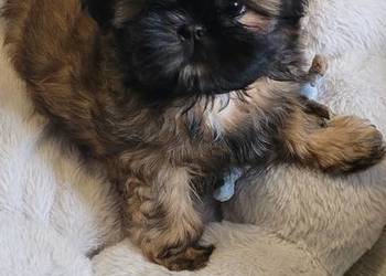 Shih-Tzu  sunia