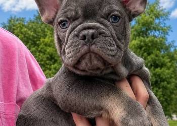 Buldog francuski Aktualne