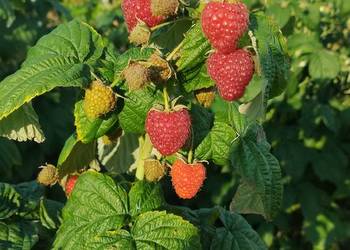 Sadzonki malin,Polana Duże soczyste słodkie owoce