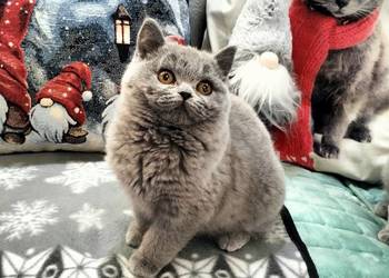 Śliczna koteczka Rodowód Międzynarodowy