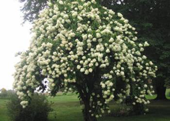 KALINA ŚLIWOLISTNA Viburnum prunifolium NASIONA 130 sztuk - 10g.