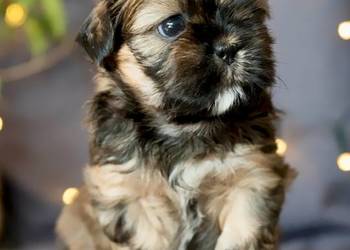Shih Tzu Bicolor