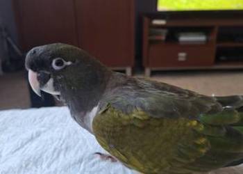 Papugi