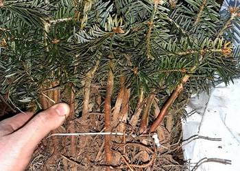 Jodła kaukaska 2/1 2/2 Jodła kaukaska, jodła na choinki