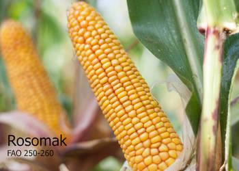 Materiał siewny kukurydza Rosomak FAO 250