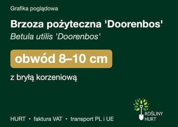 Brzoza pożyteczna 'Doorenbos' obwód 8-10 cm, z bryłą – HURT