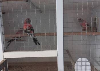 Lilianki różowe 2025