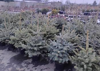 Świerk kłujący , choinka, choinki