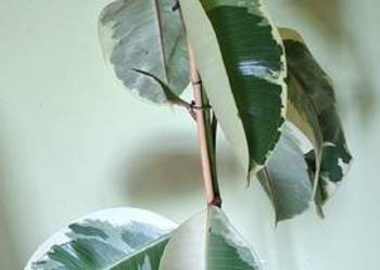 Piękny Fikus Sprężysty Tineke (Ficus elastica) – Wysokość 125 cm, Variegata