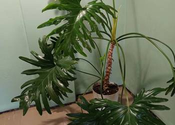 Filodendron duży zdrowy.