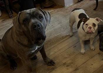 Hotel dla psów. Hotelik dla psów Florkowo