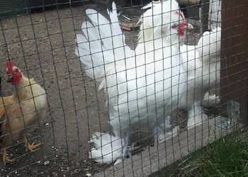 Sprzedam koguty kur sultanów