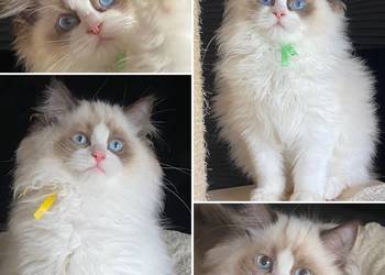 Kocurek Ragdoll rodowód FIFE