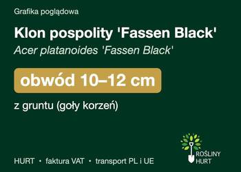 Klon pospolity 'Fassen Black' obwód 10-12 cm, z gruntu – HURT