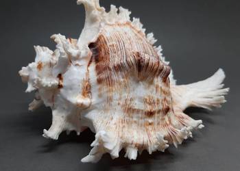 Muszla Rozkolec (nr 2 ciemny)