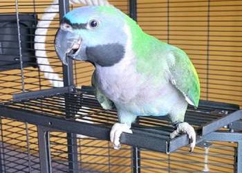 Młoda Aleksandretta Chińska + Klatka