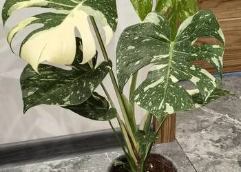 Monstera Variegata piękne 60 cm