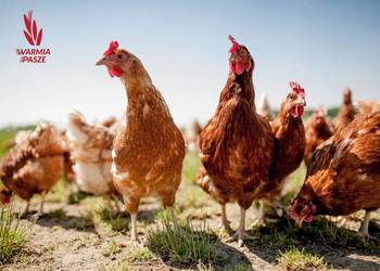 SALMACID zakwaszacz wody mauzer 10000 kg DARMOWA DOSTAWA woda zwierząt