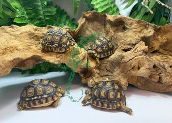 Żółw lamparci Żółwie lamparcie Częstochowa