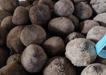 Burak buraczek czerwony ćwikłowy paszowy odpadowy kur zwierząt gruby pasze