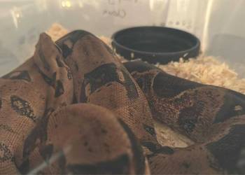 Boa constrictor z terrarium