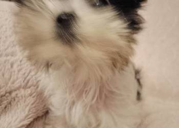 Sprzedam sunie Yorkshire Terrier Bewer