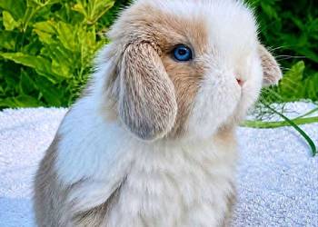 Ślczne,niebieskookie kroliczki.mini lop