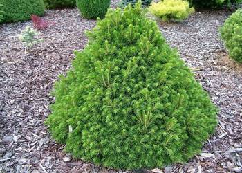 Świerk biały 'Conica' (Picea glauca) wys. 70-90 cm, donica 10 l