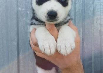 Zapowiedź Rasa Husky Siberian