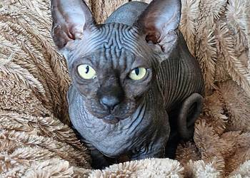 Sfinks Kanadyjski kocurek