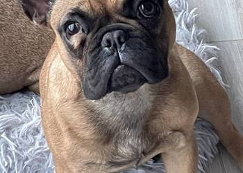 Buldog francuski