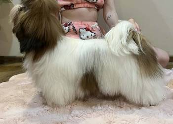 Piesek Shih-Tzu