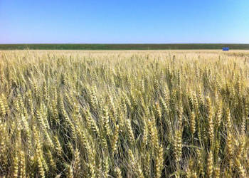 Pszenica jara kwalifikowana C1 QUINTUS ostka na tereny zagrożone zwierzynę