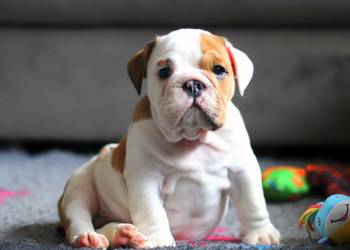Buldog angielski ZKwP FCI