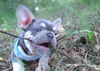 Buldog francuski przepiekne suczki