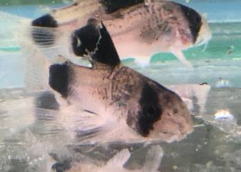 Kirys Panda sum Panda