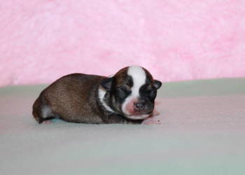 Chihuahua samiec ZKwP FCI! Prawdziwy rodowód!