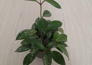 Hoya carnosa splash / hoja carnosa stardust