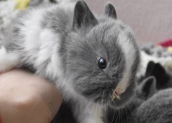 Króliki karzełki niderlandzkie Króliki karzełki niderlandzkie