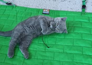 Kotek Brytyjski krótkowłosy niebieski (Lukier)