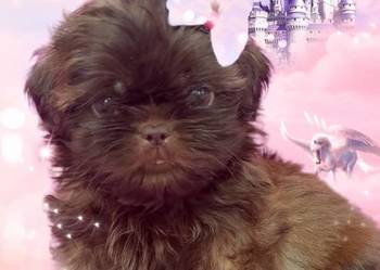 Śliczne szczeniaki rasy Shih-Tzu